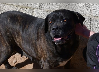 liebe Shila sucht ihr Zuhause für immer