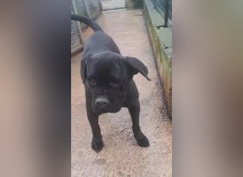 Imma sucht ihr Körbchen