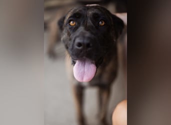 Edna ❤️ sanfte, liebevolle + ruhige Cane Corso-Mix Hündin