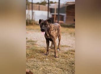 Edna ❤️ sanfte, liebevolle + ruhige Cane Corso-Mix Hündin