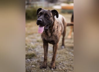 Edna ❤️ sanfte, liebevolle + ruhige Cane Corso-Mix Hündin