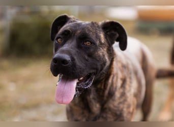 Edna ❤️ sanfte, liebevolle + ruhige Cane Corso-Mix Hündin