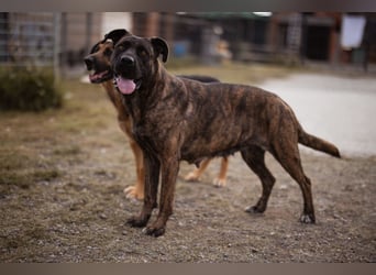 Edna ❤️ sanfte, liebevolle + ruhige Cane Corso-Mix Hündin