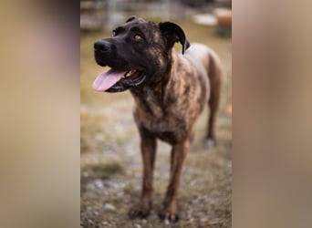 Edna ❤️ sanfte, liebevolle + ruhige Cane Corso-Mix Hündin