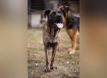Edna ❤️ sanfte, liebevolle + ruhige Cane Corso-Mix Hündin