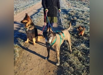 Tea sucht dauerhaftes Happy-Home