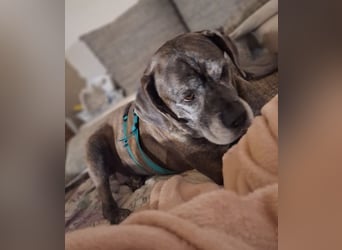 Tea sucht dauerhaftes Happy-Home