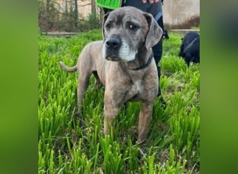 Tea sucht dauerhaftes Happy-Home