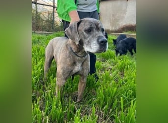 Tea sucht dauerhaftes Happy-Home