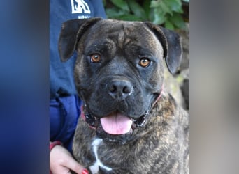 Devvon - Kurz zusammengefasst: Devvon ist eine Perle