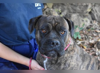 Devvon - Kurz zusammengefasst: Devvon ist eine Perle