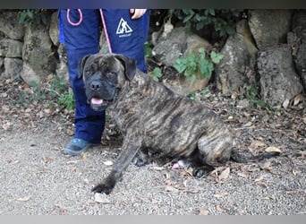 Devvon - Kurz zusammengefasst: Devvon ist eine Perle