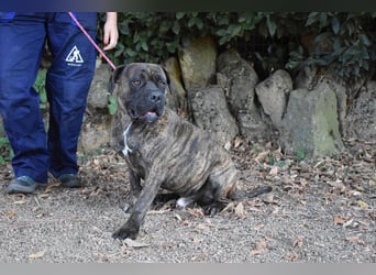 Devvon - Kurz zusammengefasst: Devvon ist eine Perle