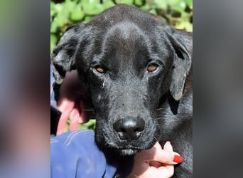 Drift - der Wald, in dem die Träume wohnen...