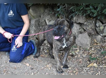 Devvon - Kurz zusammengefasst: Devvon ist eine Perle