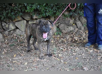 Devvon - Kurz zusammengefasst: Devvon ist eine Perle