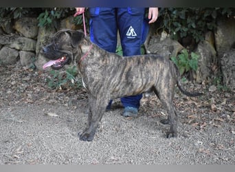 Devvon - Kurz zusammengefasst: Devvon ist eine Perle