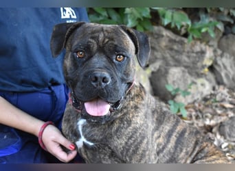 Devvon - Kurz zusammengefasst: Devvon ist eine Perle