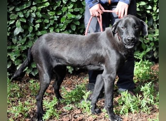 Drift - der Wald, in dem die Träume wohnen...