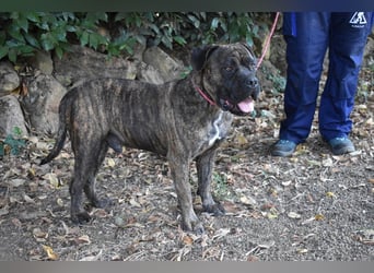 Devvon - Kurz zusammengefasst: Devvon ist eine Perle