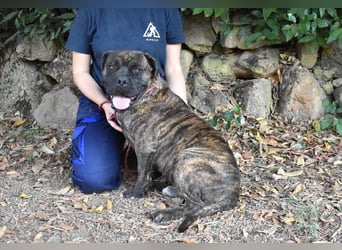 Devvon - Kurz zusammengefasst: Devvon ist eine Perle