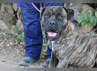 Devvon - Kurz zusammengefasst: Devvon ist eine Perle