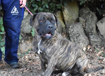 Devvon - Kurz zusammengefasst: Devvon ist eine Perle