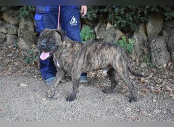 Devvon - Kurz zusammengefasst: Devvon ist eine Perle