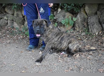 Devvon - Kurz zusammengefasst: Devvon ist eine Perle