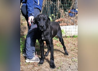 Drift - der Wald, in dem die Träume wohnen...