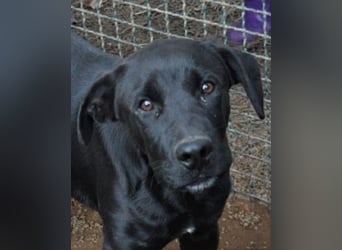 Drift - der Wald, in dem die Träume wohnen...