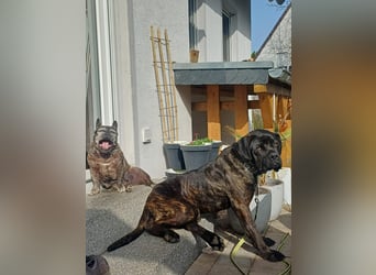 Jack- Goofy höchstpersönlich sucht sein Zuhause