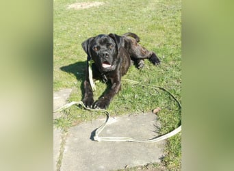 Jack- Goofy höchstpersönlich sucht sein Zuhause