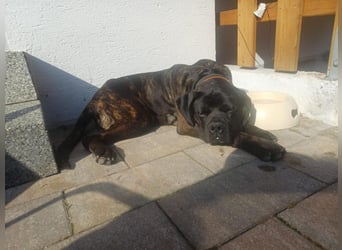 Jack- Goofy höchstpersönlich sucht sein Zuhause