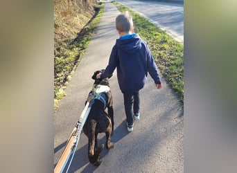 Jack- Goofy höchstpersönlich sucht sein Zuhause