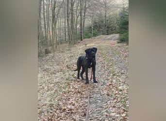 Jack- Goofy höchstpersönlich sucht sein Zuhause