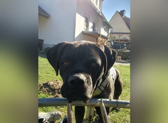 Jack- Goofy höchstpersönlich sucht sein Zuhause