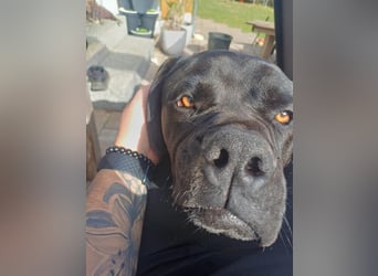 Jack- Goofy höchstpersönlich sucht sein Zuhause