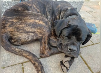 Jack- Goofy höchstpersönlich sucht sein Zuhause