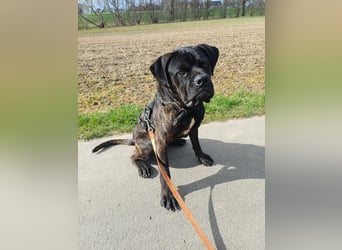 Jack- Goofy höchstpersönlich sucht sein Zuhause