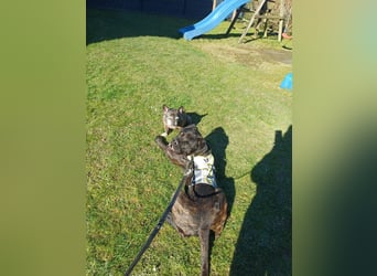 Jack- Goofy höchstpersönlich sucht sein Zuhause