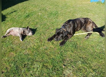 Jack- Goofy höchstpersönlich sucht sein Zuhause