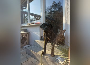 Jack- Goofy höchstpersönlich sucht sein Zuhause