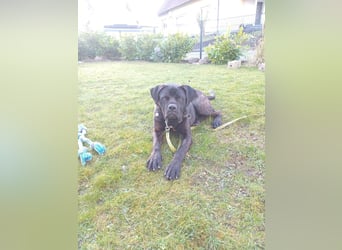 Jack- Goofy höchstpersönlich sucht sein Zuhause