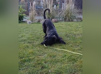 Jack- Goofy höchstpersönlich sucht sein Zuhause