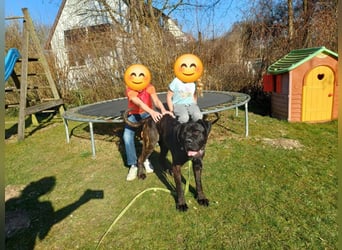 Jack- Goofy höchstpersönlich sucht sein Zuhause