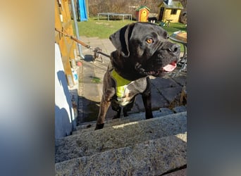 Jack- Goofy höchstpersönlich sucht sein Zuhause