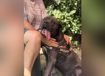 Lennox verliert unverschuldet sein Zuhause