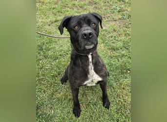 Kenobi - großer Hund mit großem Herzen
