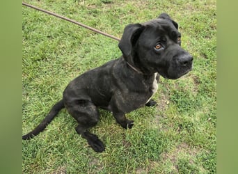 Kenobi - großer Hund mit großem Herzen